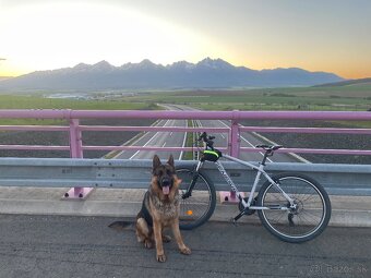 Nemecký ovčiak na krytie - 5