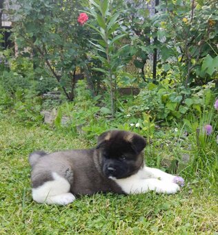 Americká Akita - American Akita - 5