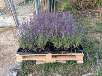 Lavandula angustifolia - 5