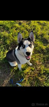 Husky - 5