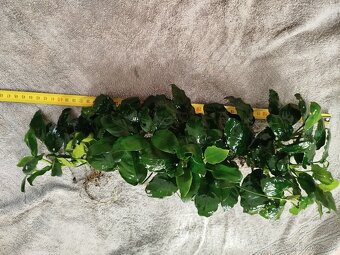 Predám veľké Anubiasy - 5