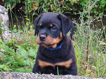 Šteniatka Rottweilera, Rottweiler, Rotvajler,Rottweiler s PP - 5