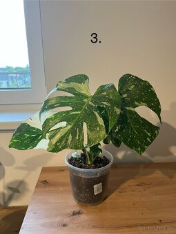 Monstera thai, Monstera albo, Monstera esqueleto - 5