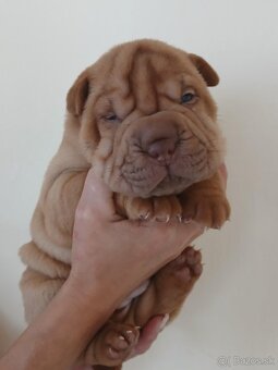 Sharpei, šarpej stěně s PP - 5