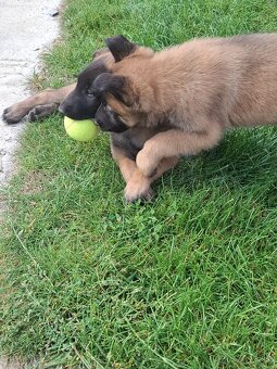 Belgický ovčiak malinois šteniatka - 5
