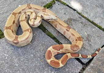 Boa imperator - Hypo RLT het VPI, Ghost het VPI, VPI Sunglow - 5