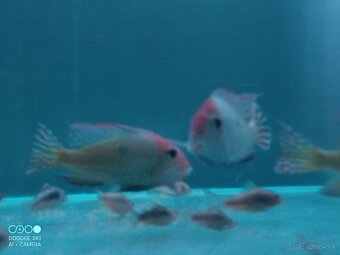 Geophagus red head tapajos + skalare - 5