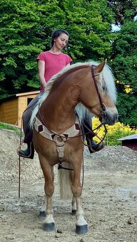 Haflinger - 5