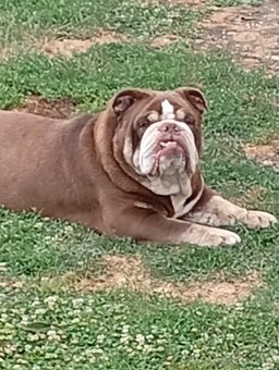 Anglicky buldog - 5