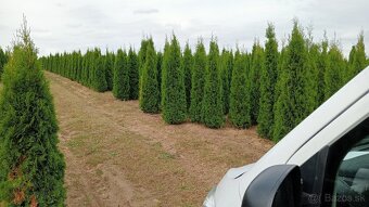 Tuja Smaragd, vavrínovec, červienka-Spišská Nová Ves, Kežmar - 5