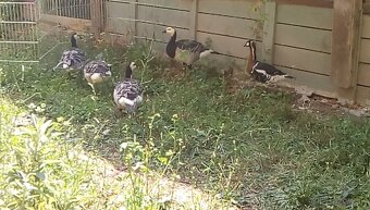 Bernikla Bielolíca / Kačica Mandarínska / Kanadská hus/ Husi - 5