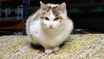 darujem macata, macku, kocura - 5