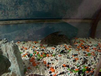 Sladkovodné akvarium - 5