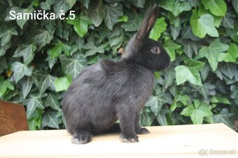 Zdrobnené barančeky na maznáčika aj králičí hop - 5