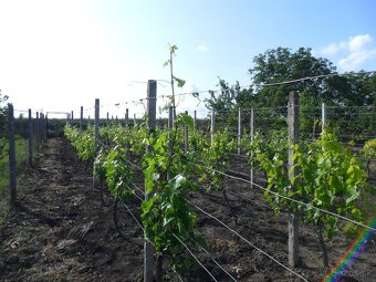 predám záhradu s vinicou - 5