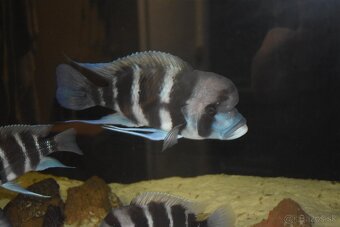 Cyphotilapia Frontoza Burundi - 5