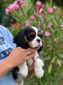 Cavalier King Charles Spaniel s FCI rodokmeňom - 5