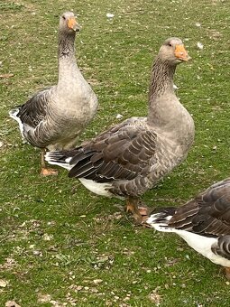 Landenské húsky - 5