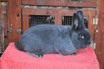 Predam Viedensky modry - 5