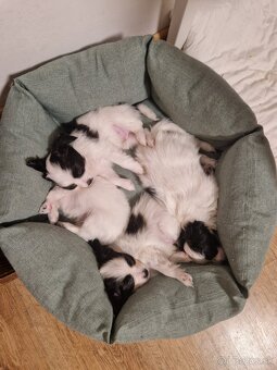 Papillon steniatka - 5