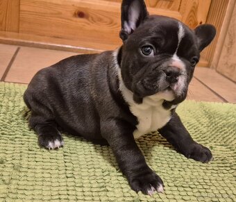 Francúzsky buldoček,buldog,bulldog - 5