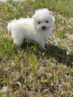 pomeranian - 5