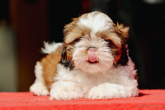 Shih-tzu fenka s PP (shihtzu, shih tzu , šicu, sicu) - 5
