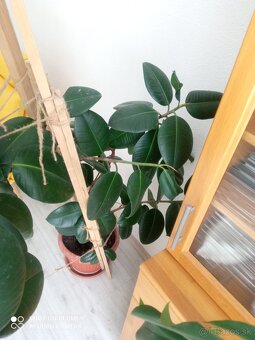 Ficus kaučukovník - 5