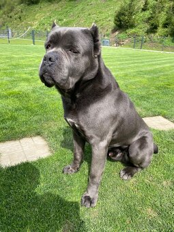 Cane corso krytie - 5