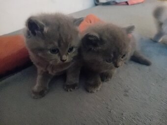 Britska modrá a skotska klapoucha - 5