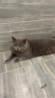 Krytie britský Modry a colorpoint Kocur krytie - 5