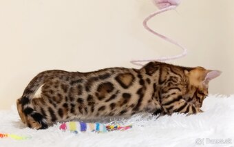 Bengálske mačiatka na predaj - 5