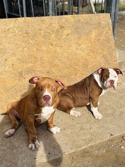 American Bully - 5