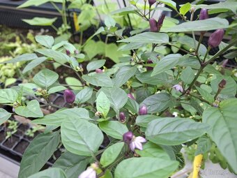 Chilli sadenice - rastliny - 5