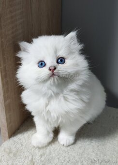 Britské mačiatka s PP❤️extra kvalita❤️ - 5