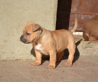 American bully pocket / shar pei (odber 14.11) - 5
