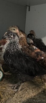 Nosnice, mládky, kuriatka - 5