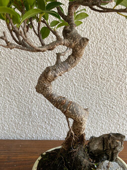 Fikus Ficus Retusa bonsaj1 - 5