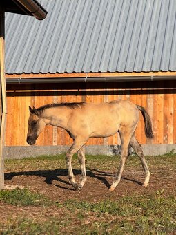 GRULLO ROAN APH ŽREBČEK NA PREDAJ, 7 PANEL N/N, NOVÁ KRV - 5