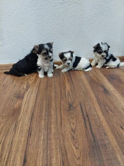 Yorkshirsỳ terier mini - 5