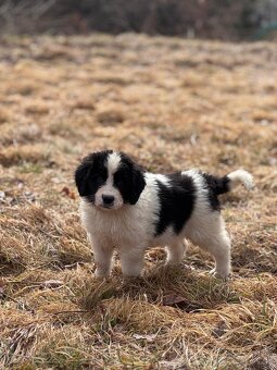 Landseer - 5