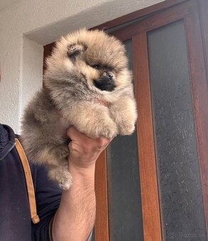 Pomeranian mini - 5