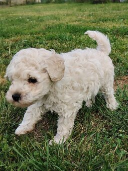 Toy pudel - 5