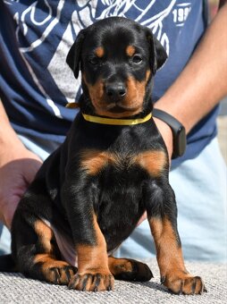 Doberman - 5