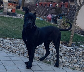 Americký bandog - 5