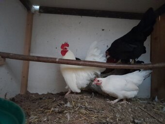 (P) sliepky bantamky liliputky ayam serama japonka chabo - 5