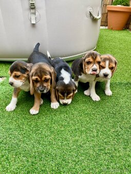 BÍGL , BÍGEL , BEAGLE - 5
