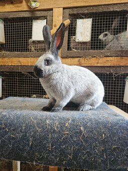 Predám králiky francúzsky strieborný - 5