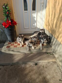 Aljašsky malamut - 5