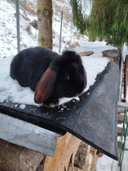 Francúzsky baran - 5